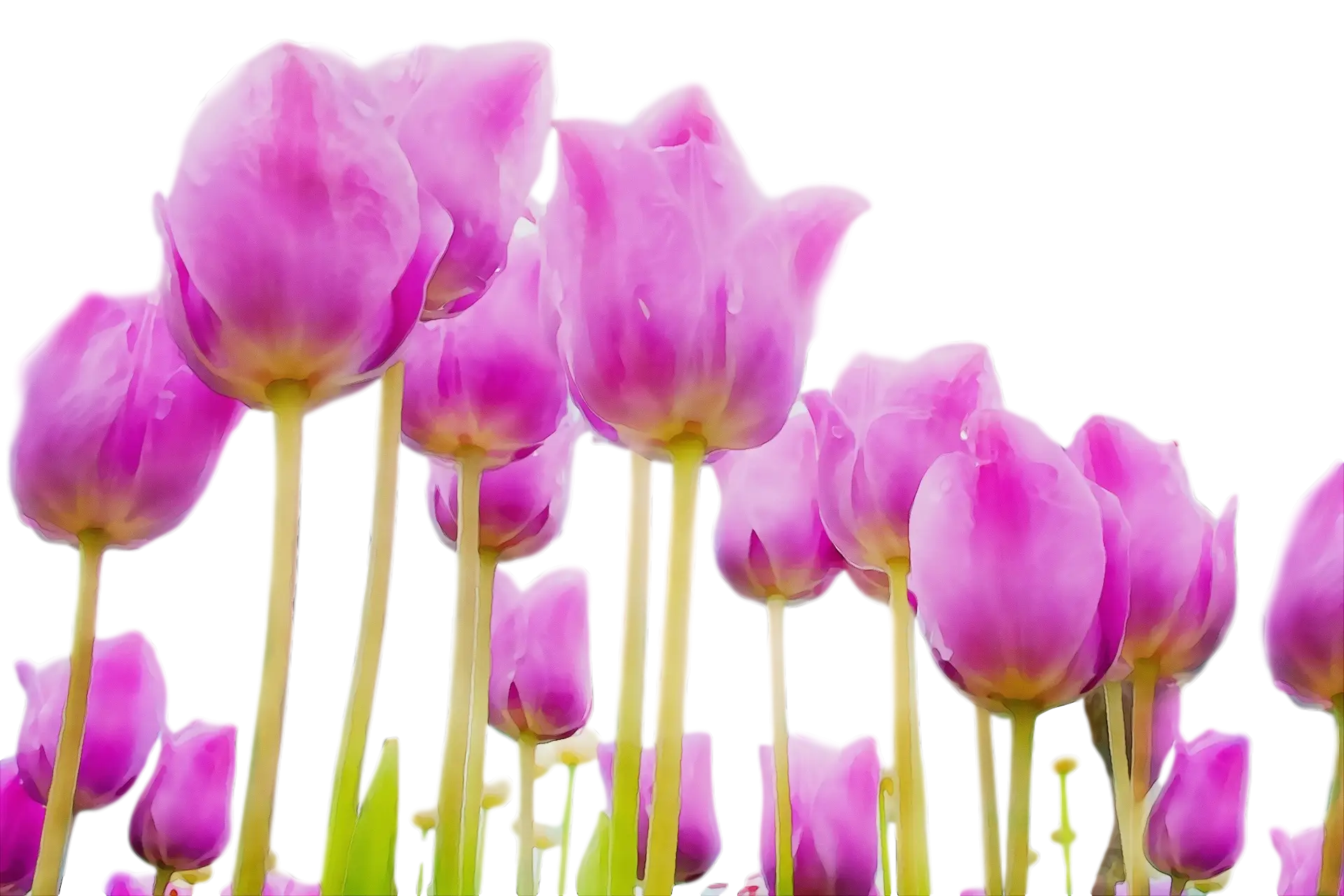 Field of Purple Tulips in Full Bloom