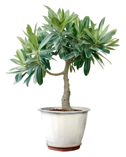 Green Potted Plant