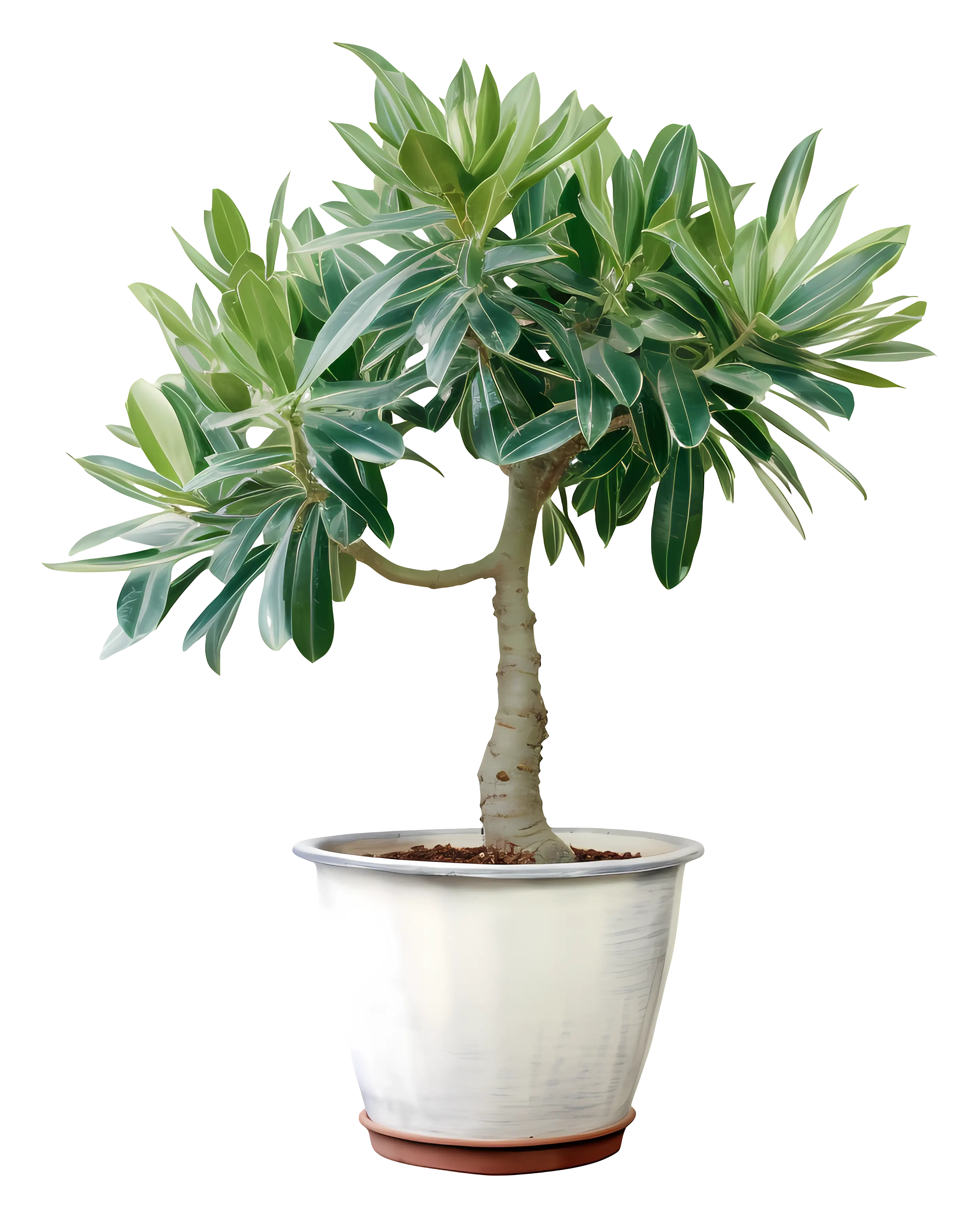 Green Potted Plant