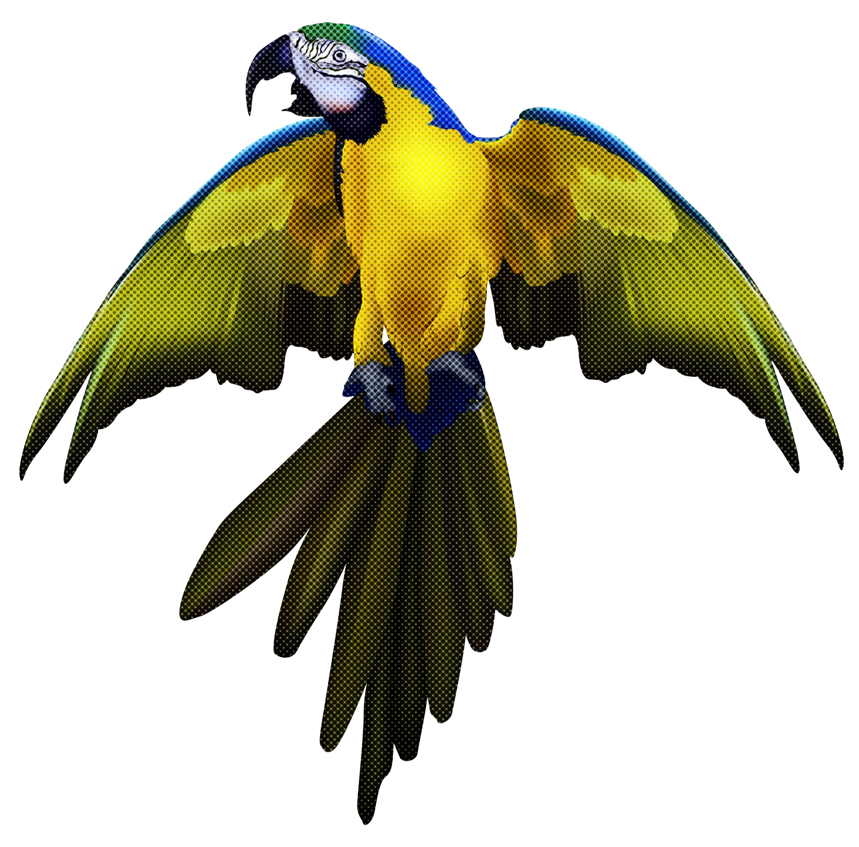 Blue and Yellow Macaw Illustration