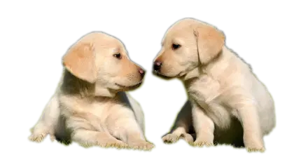 Two Cute Puppies