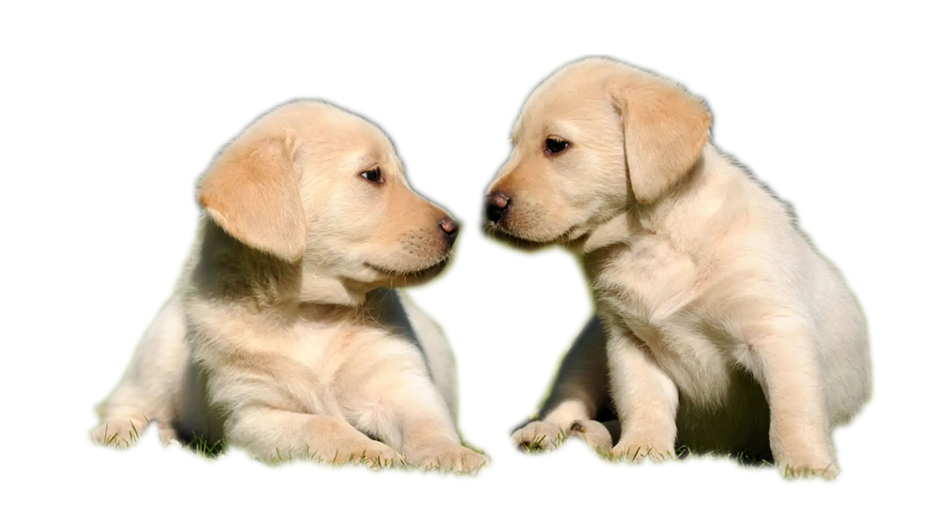 Two Cute Puppies