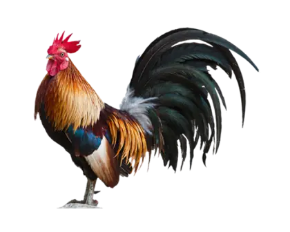 Colorful Rooster with Tail Feathers