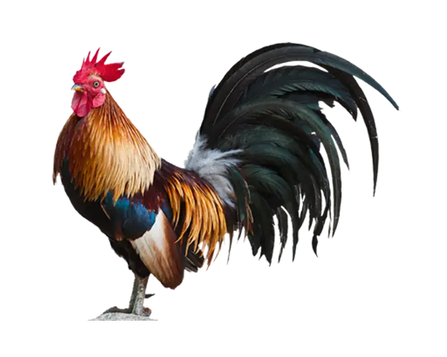 Colorful Rooster with Tail Feathers