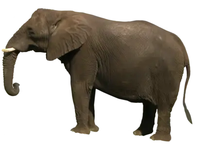 Wild Elephant with Distinct Tusks