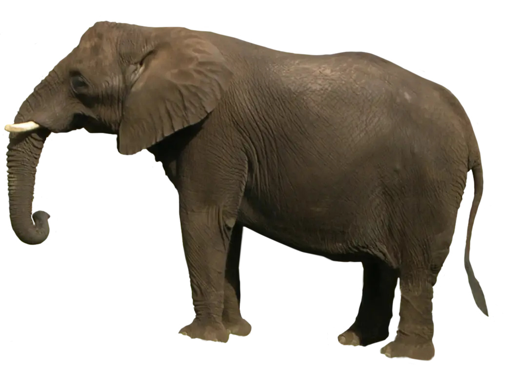 Wild Elephant with Distinct Tusks