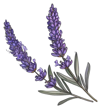 Lavender Flowers Botanical Illustration