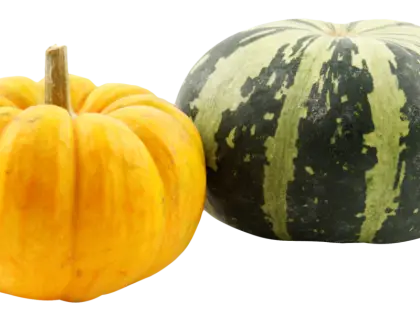 Two Pumpkins for Harvest Season