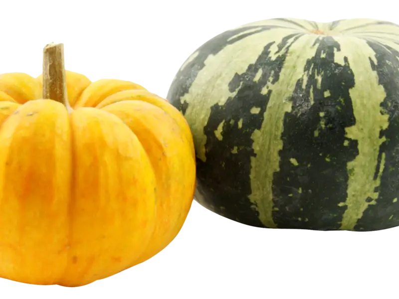 Two Pumpkins for Harvest Season