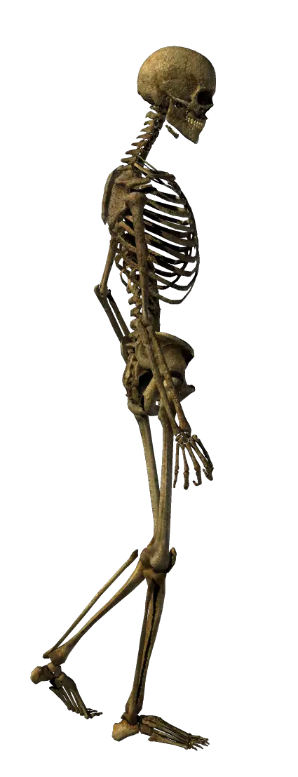 Human Skeleton for Anatomy Understanding