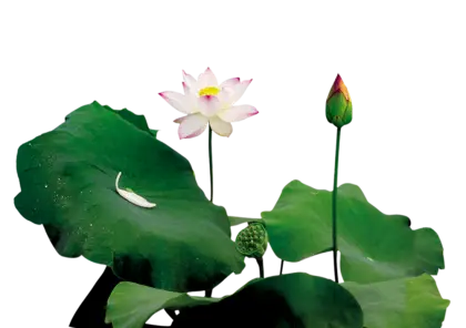 Realistic Lotus Plant with Leaves