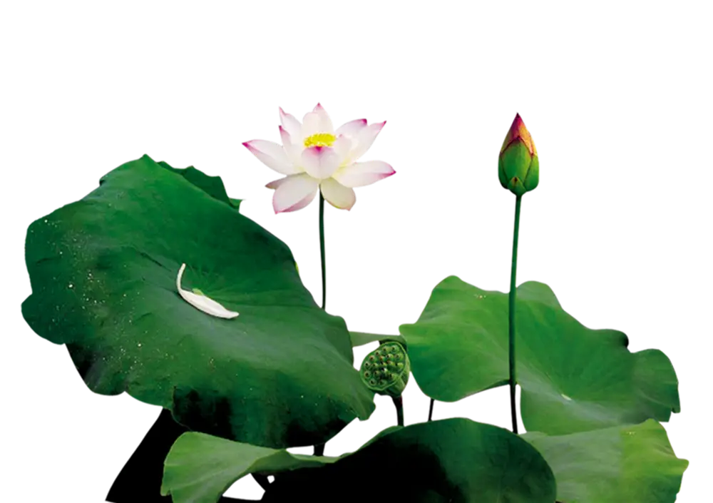 Realistic Lotus Plant with Leaves