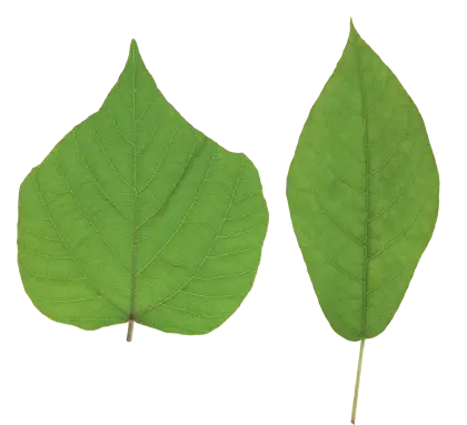 Two Green Botanical Leaves