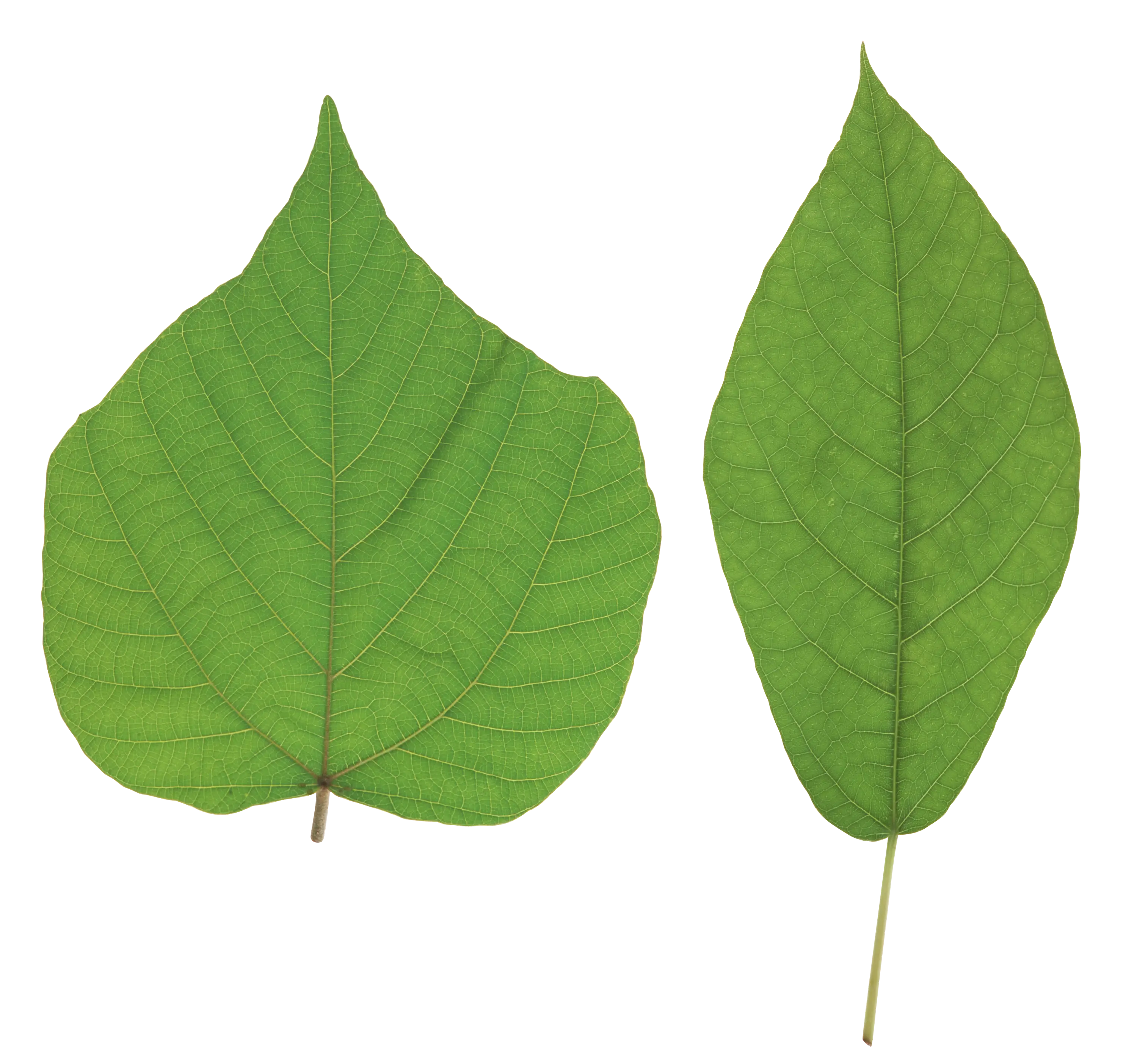 Two Green Botanical Leaves