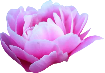Soft Pink Rose Flower