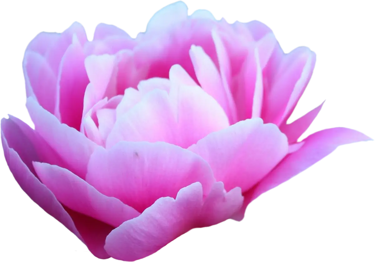 Soft Pink Rose Flower
