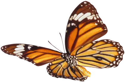 Orange Monarch Butterfly in Flight