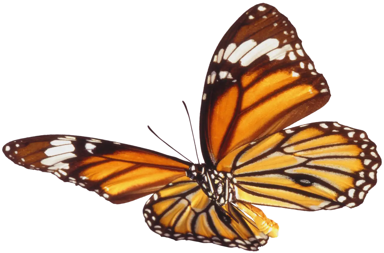 Orange Monarch Butterfly in Flight