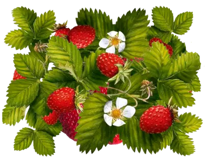 Fresh Strawberries with Leaves