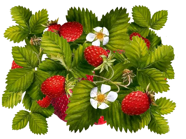 Fresh Strawberries with Leaves