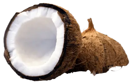 Coconut Illustration Showing Flesh and Shell