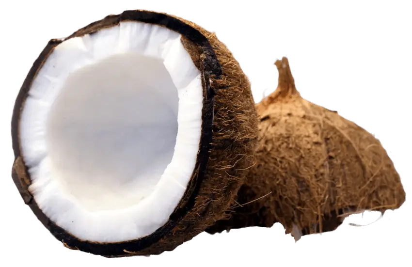 Coconut Illustration Showing Flesh and Shell