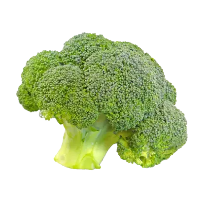 Fresh Green Broccoli for Healthy Living