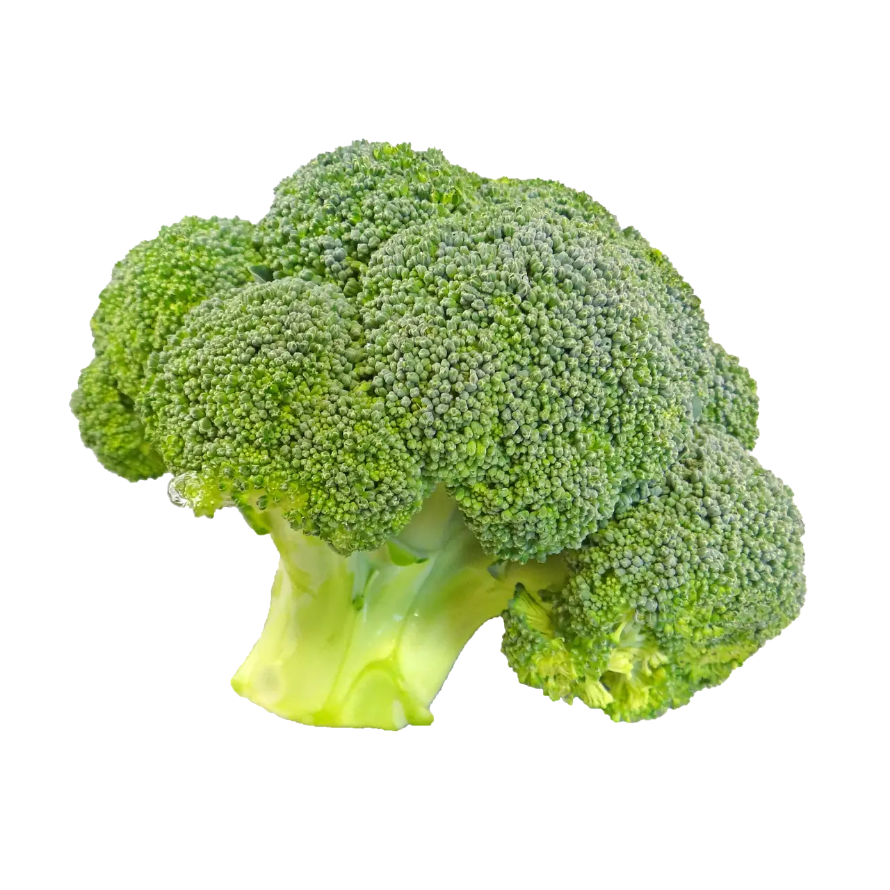 Fresh Green Broccoli for Healthy Living