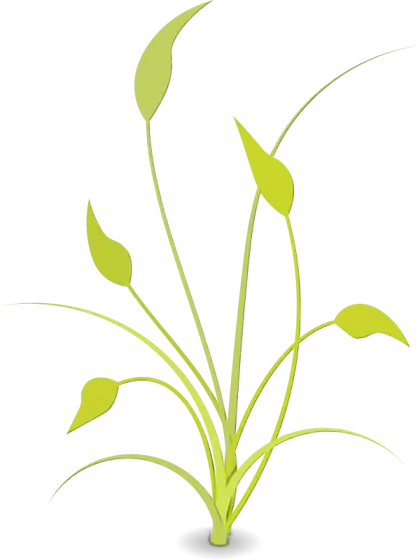 Green Grass with Long Leaves Illustration