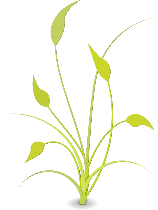 Green Grass with Long Leaves Illustration