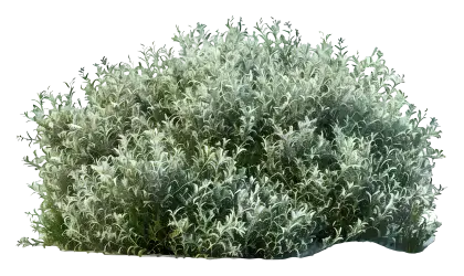 Dense Bush with Green Leaves