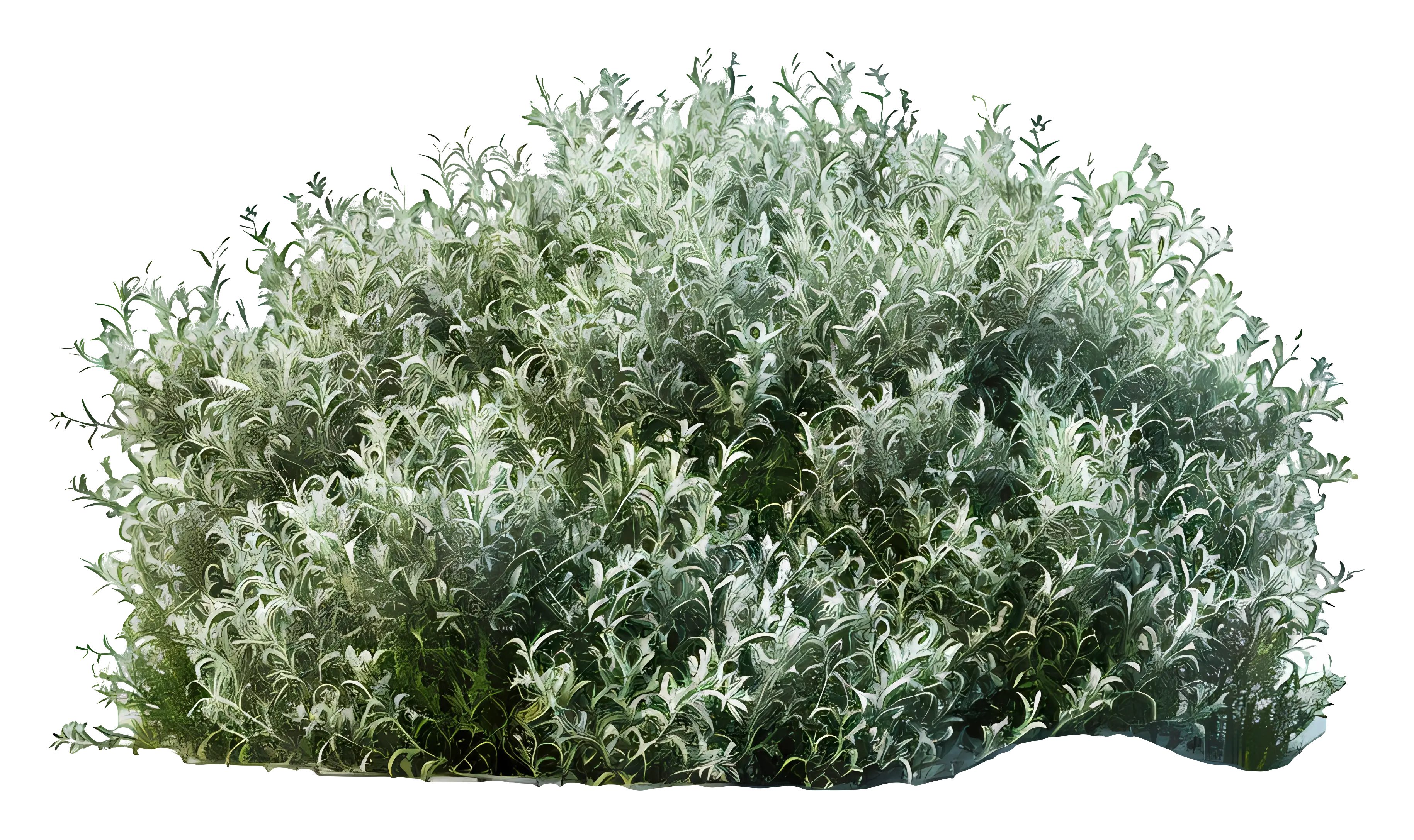 Dense Bush with Green Leaves