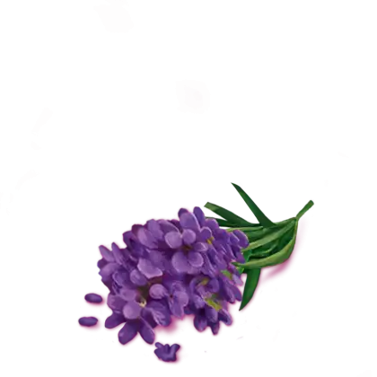 Purple Flowers with Green Stems Display