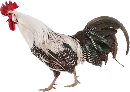 Illustration of a Rooster