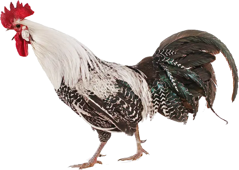 Illustration of a Rooster