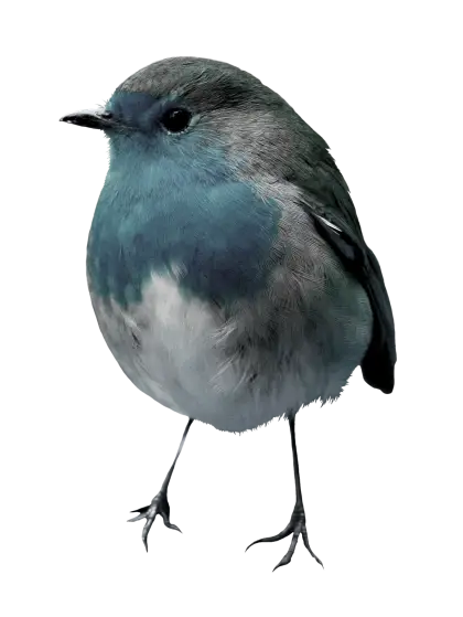Small Blue Bird with Fluffy Feathers