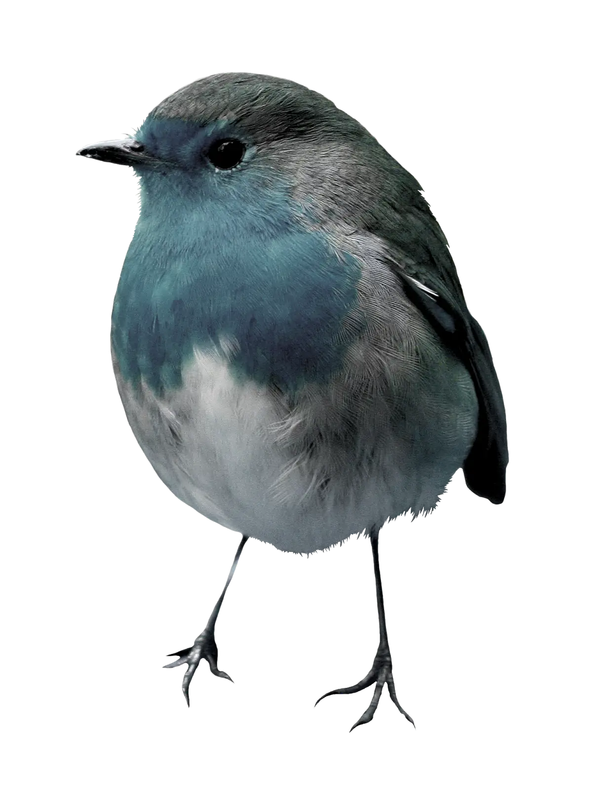 Small Blue Bird with Fluffy Feathers