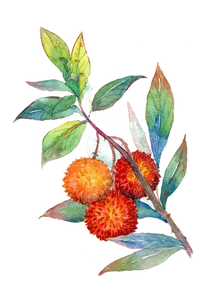 Watercolor Fruit Branch with Leaves