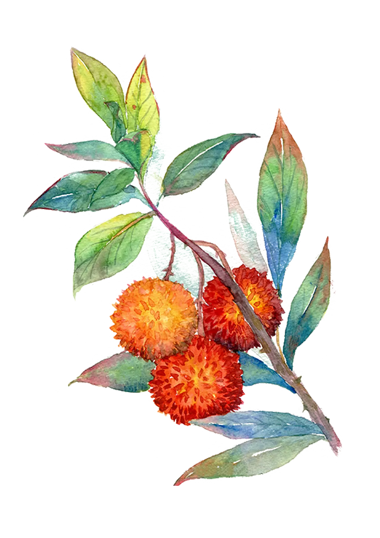 Watercolor Fruit Branch with Leaves