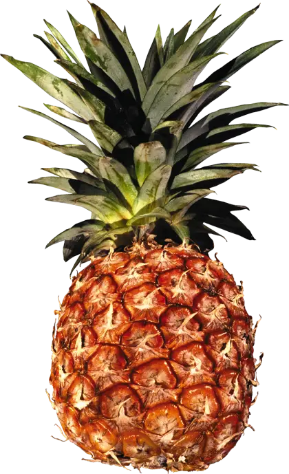 Fresh Ripe Pineapple with Green Leaves