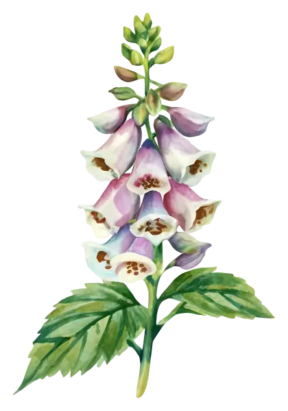 Watercolor Purple Foxglove Flower