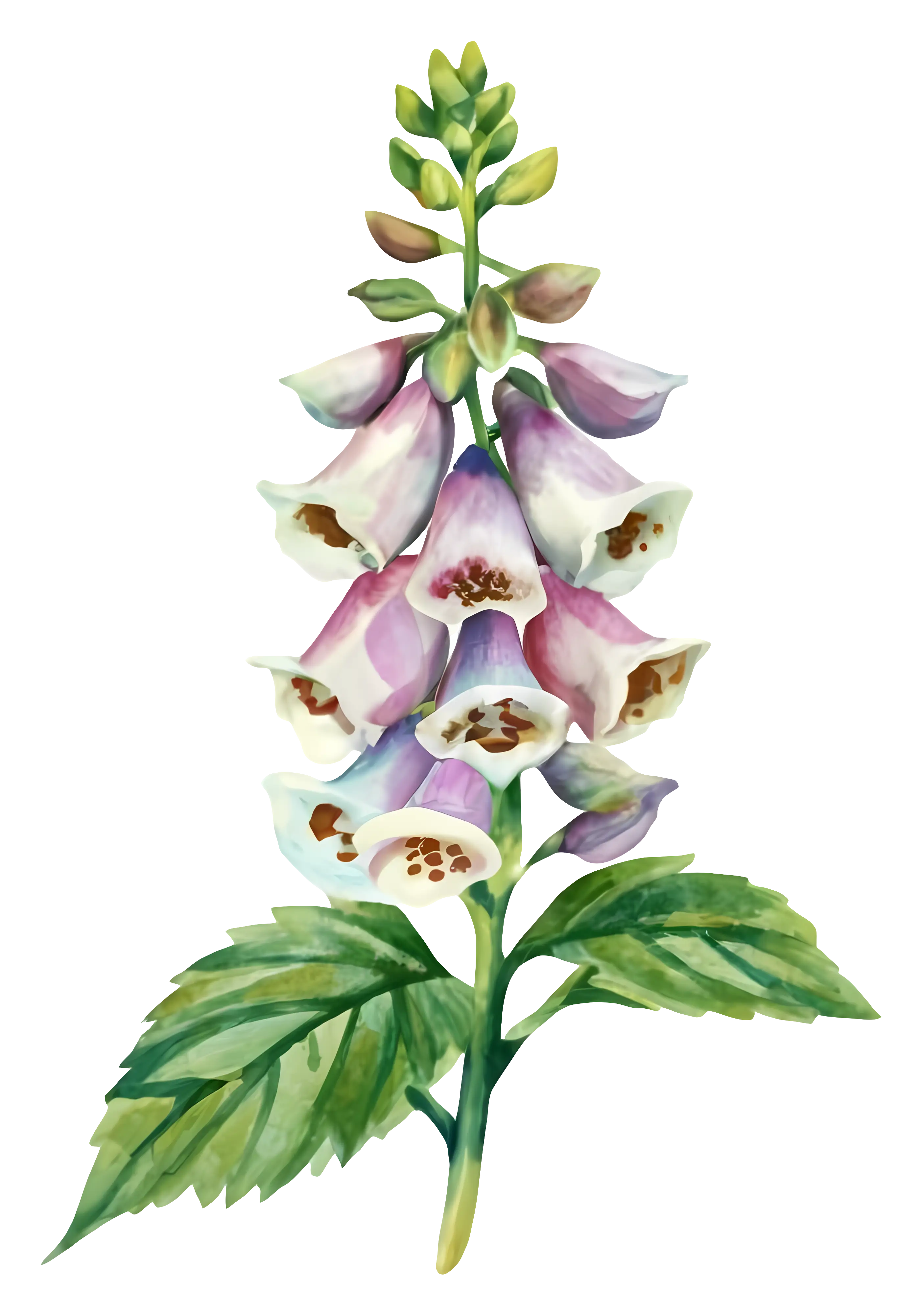 Watercolor Purple Foxglove Flower