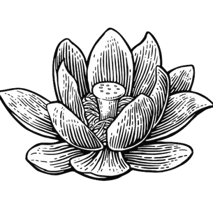 Black and White Lotus Flower Illustration