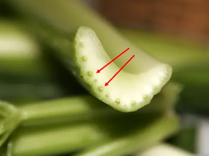 Close-up of Fresh Celery