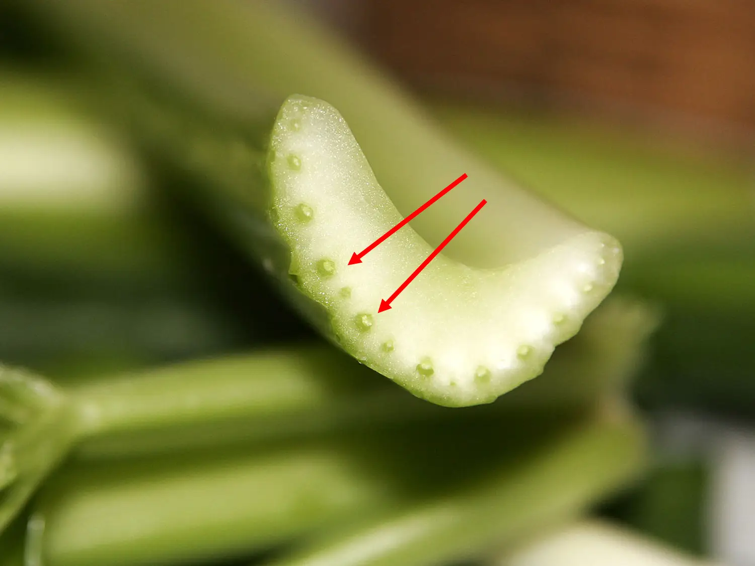 Close-up of Fresh Celery