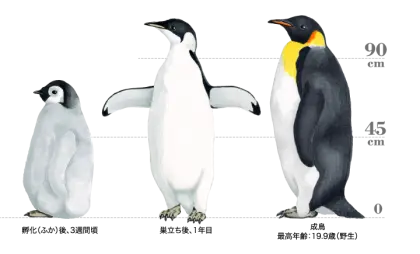 Penguin Growth Stages Educational Chart