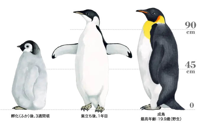 Penguin Growth Stages Educational Chart