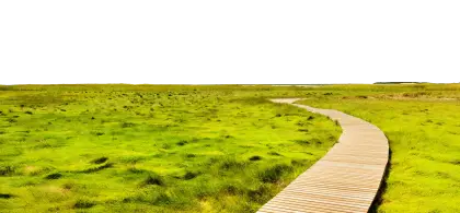 Wooden Path through Green Field