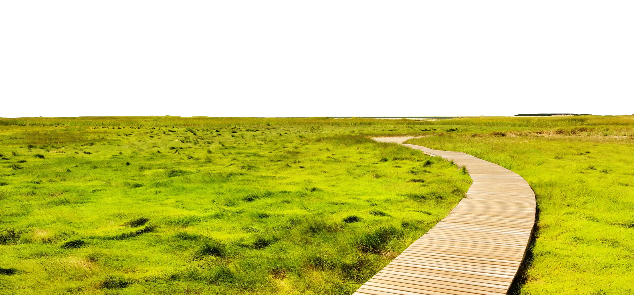 Wooden Path through Green Field