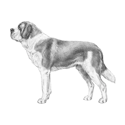 Saint Bernard Dog Illustration